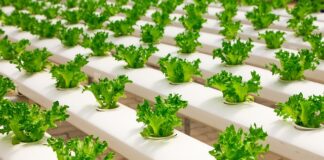 Jak nawodnić szklarnię?