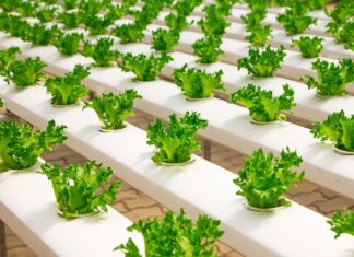 Jak nawodnić szklarnię?