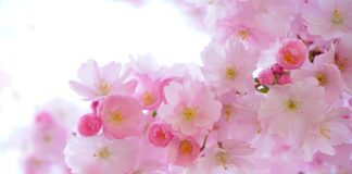 Jak podlewać rośliny w szklarni?