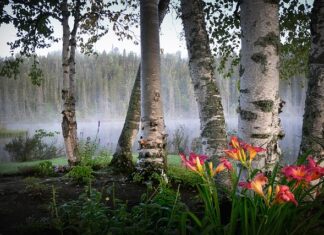 Czego nie lubią brzozy?