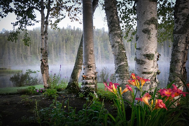 Czego nie lubią brzozy? Czego nie lubią brzozy?