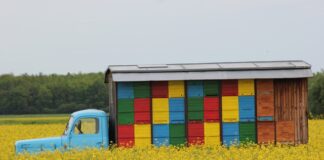 Kiedy najlepiej zakładać ule?