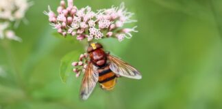 Kiedy szerszenie idą spać?