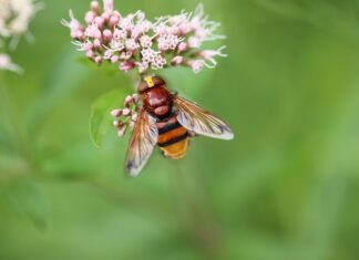Kiedy szerszenie idą spać? Kiedy szerszenie idą spać?