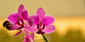 Co dodać do storczyków żeby ładnie kwitły?