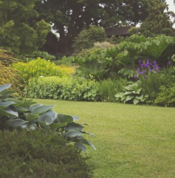 Jak sadzić lilie, aby zdrowo i pięknie rosły? ogród