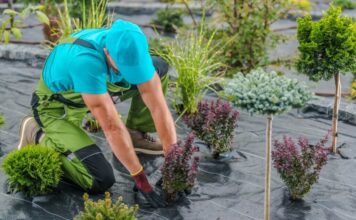 Jak dobrać agrowłókninę – czarną do ściółkowania, białą do ochrony młodych roślin? układanie agrowlokniny