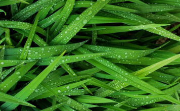 Twoje rośliny nie potrzebują sterydów: Jak technicznie budować żywe podłoże i stosować nawozy ekologiczne Ekologiczne nawozy i podłoża